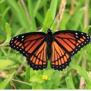 Meet your Posher, Marlene